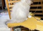Sky - British Shorthair Kitten For Sale - PA&comma; US