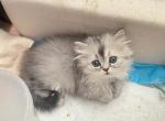Daria - Scottish Fold Kitten For Sale - 