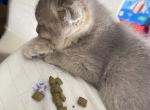 Maria - Scottish Fold Kitten For Sale - PA&comma; US
