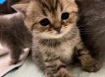 Oscar - Scottish Fold Kitten For Sale - PA&comma; US