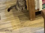 Bramble - Maine Coon Kitten For Sale - Metter&comma; GA&comma; US