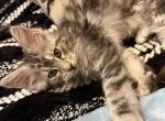 Rowan - Maine Coon Kitten For Sale - Metter&comma; GA&comma; US