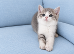 Luck Bicolor Scottish kitten - Scottish Straight Kitten For Sale - Tacoma&comma; WA&comma; US