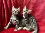Versace - Bengal Kitten For Sale - 