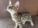 Bobby the bobtailed Bengal - Manx Kitten For Sale - 