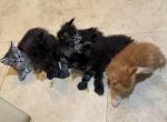 Halloween bunch - Maine Coon Kitten For Sale - Sarasota&comma; FL&comma; US