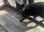 Stella - Manx Cat For Sale/Retired Breeding - San Diego&comma; CA&comma; US
