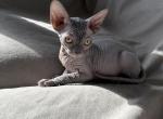 Sassy - Sphynx Kitten For Sale - Palmyra&comma; PA&comma; US