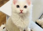 Hamm - Ragdoll Kitten For Sale - Saint Clair&comma; MI&comma; US