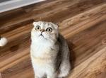 Nina - Scottish Fold Kitten For Sale - 