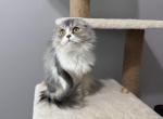 Stormy - Scottish Fold Cat For Sale - Rahway&comma; NJ&comma; US