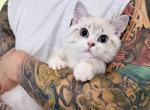 QQ - Minuet Kitten For Sale - Staten Island&comma; NY&comma; US