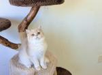 mocha - British Shorthair Kitten For Sale - 