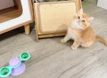 pineapple - Minuet Kitten For Sale - Staten Island&comma; NY&comma; US
