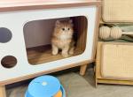 brownsugar - Minuet Kitten For Sale - Staten Island&comma; NY&comma; US