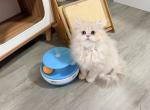 Yaki - British Shorthair Kitten For Sale - Staten Island&comma; NY&comma; US