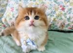 teddybear - Minuet Kitten For Sale - Staten Island&comma; NY&comma; US