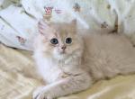 Annie - British Shorthair Kitten For Sale - Staten Island&comma; NY&comma; US