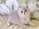 Winnie - British Shorthair Kitten For Sale - Staten Island&comma; NY&comma; US