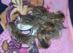 Sadie's litter - Bengal Kitten For Sale - Spring Grove&comma; PA&comma; US