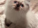 Dollface Male CFA Seal Point Himalayan - Himalayan Kitten For Sale - Perry&comma; FL&comma; US