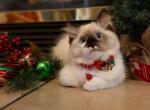 Sunny mixed breed Siberian Sphynx domestic mixed - Siberian Kitten For Sale - 