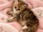 Butter - Persian Kitten For Sale - Austin&comma; TX&comma; US