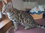 Bengal - Bengal Kitten For Sale - Arcadia&comma; IN&comma; US