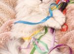 Bel esprit beauties - Persian Kitten For Sale - 
