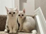 Skat - Scottish Straight Kitten For Sale - Bradenton&comma; FL&comma; US