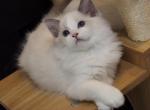 Blue bicolor - Ragdoll Kitten For Sale - Bristow&comma; VA&comma; US
