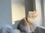 Clara lilac golden - British Shorthair Kitten For Sale - Matthews&comma; NC&comma; US