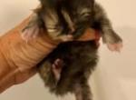 Mistletoe the Tortie - Himalayan Kitten For Sale - Quincy&comma; IN&comma; US