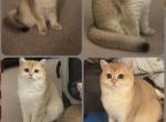 Gasber - Scottish Straight Kitten For Sale - Burlington&comma; MA&comma; US