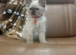 Red collar - Ragdoll Kitten For Sale - Meadville&comma; PA&comma; US