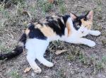 Abbey - Domestic Cat For Sale - 