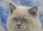 Blue point - Ragamuffin Kitten For Sale - Poplar Grove&comma; IL&comma; US