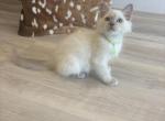 Green Collar - Ragdoll Kitten For Sale - Meadville&comma; PA&comma; US