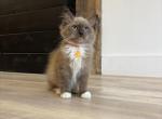 Orange collar - Ragdoll Kitten For Sale - Meadville&comma; PA&comma; US
