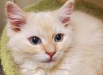 Greyson - Ragdoll Kitten For Sale - 
