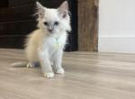 Anoires Yellow collar - Ragdoll Kitten For Sale - Meadville&comma; PA&comma; US