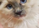 Patrick - Ragdoll Kitten For Sale - 