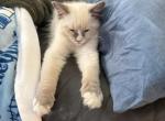 Shadow - Ragdoll Kitten For Sale - San Diego&comma; CA&comma; US