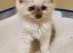 Timon - Ragdoll Kitten For Sale - 