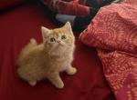dubah jr - Exotic Kitten For Adoption - Flushing&comma; NY&comma; US