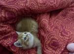 dubah jr - Exotic Kitten For Adoption - Flushing&comma; NY&comma; US
