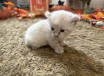 Willow - Highlander Kitten For Sale - Fitchburg&comma; MA&comma; US