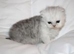 Shaded Silver Male Persian Kitten Baron - Persian Kitten For Sale - 