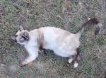 Marnie Siamese Polydactyl - Siamese Cat For Sale - 