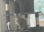 Blu - Bengal Cat For Adoption - Irvine&comma; CA&comma; US